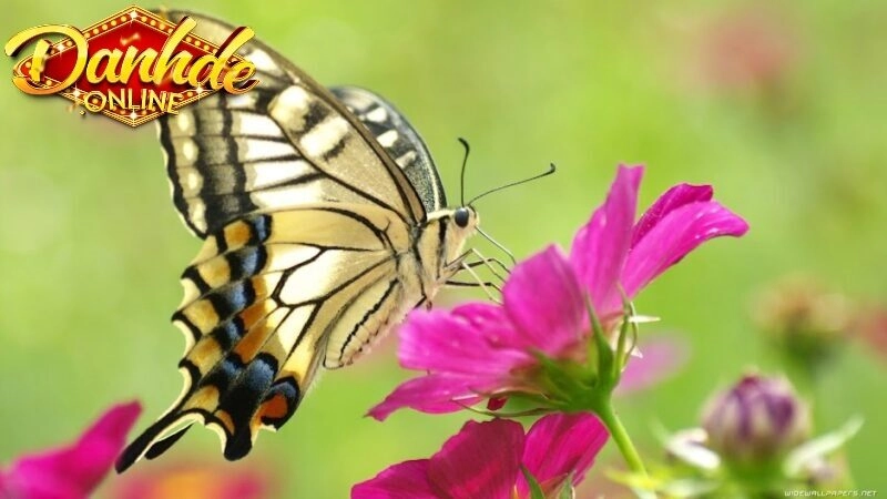 Những giấc mơ về con bướm tại Con bướm số mấy