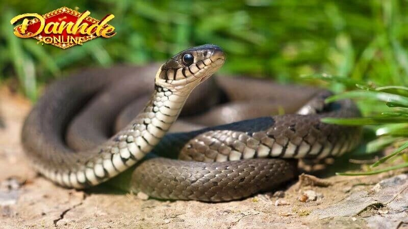 Giải mã những giấc mơ về rắn đen