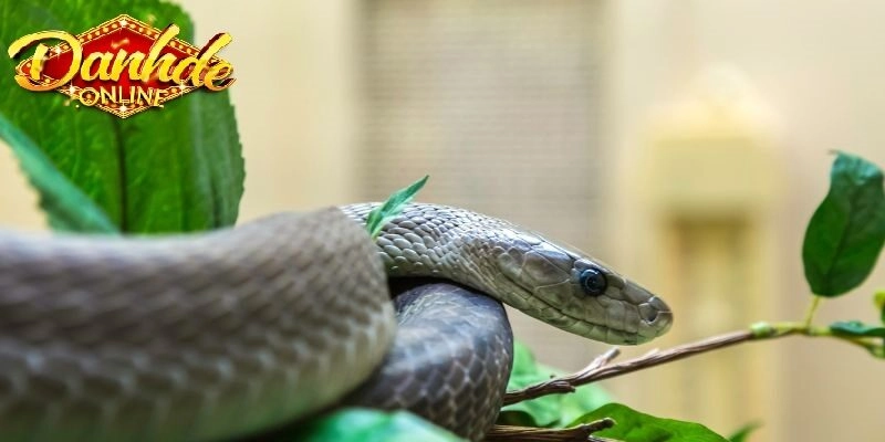 Người phụ nữ mơ thấy rắn đen? Giải mã chi tiết theo tâm linh